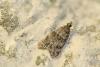 Eudonia mercurella